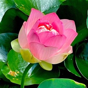 Meet your Posher, Tammie